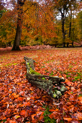 Autumnal Log